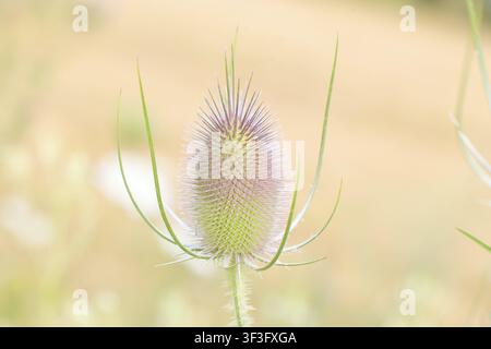 Carde sauvage (Dipsacus fullonum), en fleur, poussant sur des terres en friche, une friche industrielle, des terres en friche, une zone commerciale, une zone industrielle, l'industrie Banque D'Images