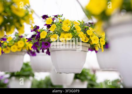 Exposition de fleurs dans des pots en serre moderne et vente au printemps Banque D'Images