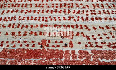 Vue aérienne de tomates rouges séchant sur des draps blancs dans un champ avec des ouvriers s'occupant de la récolte à Zengen, Konya, Turkiye. Banque D'Images