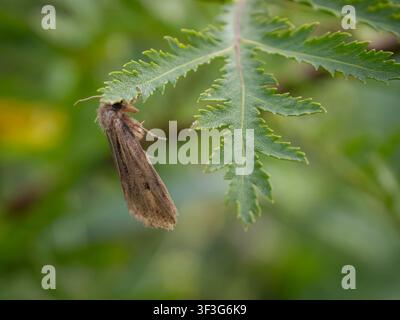 Une petite motte brune reposant à l'envers sur une feuille de plante verte dentelée dans un macro plan naturel en extérieur Banque D'Images