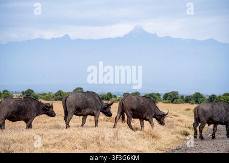 Vue des buffles africains paissant dans la savane sèche de la réserve de Ol Pejeta avec le mont Kenya en arrière-plan, Nanyuki, comté de Laikipia, Kenya. Banque D'Images