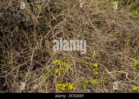 Un amas massif et dense de branches minces et sèches crée un motif continu en bois brun, cachant quelques petites feuilles de plantes vertes à l'intérieur du buisson. Banque D'Images