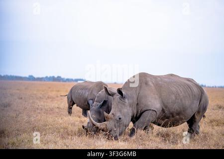 Vue de deux rhinocéros blancs broutant dans l'herbe sèche de la savane à la Ol Pejeta Conservancy à Nanyuki, comté de Laikipia, Kenya. Banque D'Images