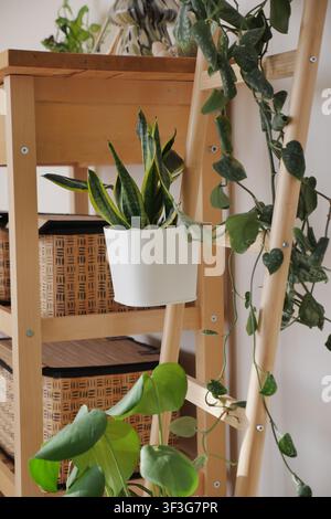 Plantes dans des pots blancs sur une étagère en bois avec une échelle Banque D'Images