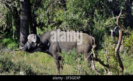 Boufs du Cap sur des sentiers de terre dans la réserve naturelle de Timbavati, Afrique du Sud Banque D'Images
