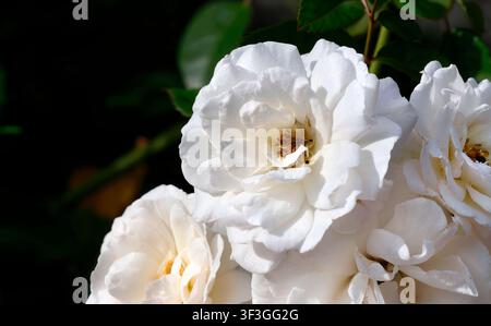 Photographie macro saisissante de roses blanches pures en pleine floraison, isolées de manière dramatique sur un fond sombre et profond. La composition à contraste élevé met en valeur Banque D'Images