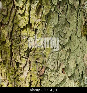 Plan macro en plein format de la texture grossière d'écorce d'un vieux tronc d'arbre couvert d'algues vert clair et de lichens. Rainures profondes et surface en bois naturel Banque D'Images