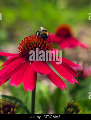 Bumblebee se nourrissant sur une fleur de cône rose en pleine floraison Banque D'Images