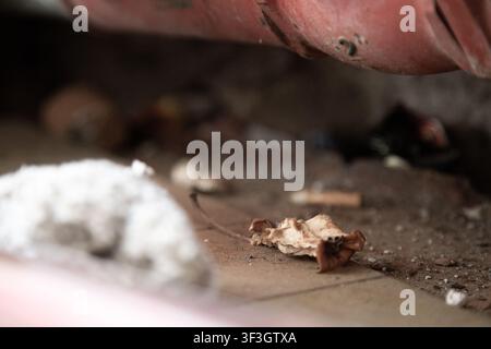 Feuille sèche reposant sur un matériau blanc semblable au coton avec un objet rouge dans un cadre neutre intérieur ou extérieur, perspective au niveau du sol, pour la nature et la nature morte Banque D'Images