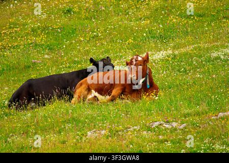 Deux vaches se reposant ensemble dans une prairie verte de la campagne jurassienne suisse par une journée ensoleillée. Banque D'Images