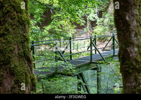 Passereau métallique traversant la gorge de l'Areuse entourée d'une forêt dense dans le canton de Neuchâtel, Suisse. Banque D'Images