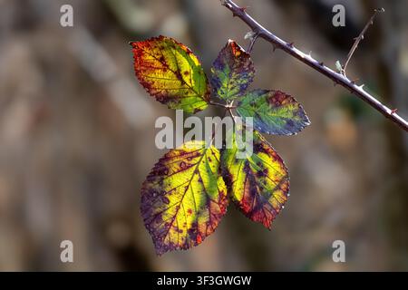 Feuilles d'automne colorées sur une branche de ronce sauvage illuminées par la lumière du soleil dans un cadre forestier naturel. Banque D'Images