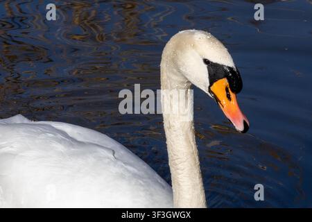 Cygne tuberculé nageant sur une eau calme avec son plumage blanc élégant reflété dans le lac. Banque D'Images