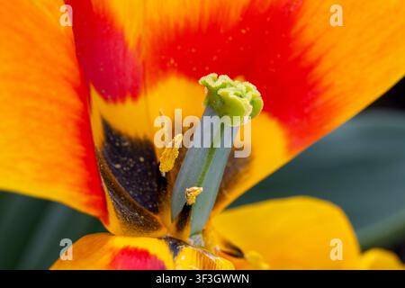 Macro extrême d'une tulipe orange révélant son pistil, ses étamines et les marques complexes de ses pétales. Banque D'Images