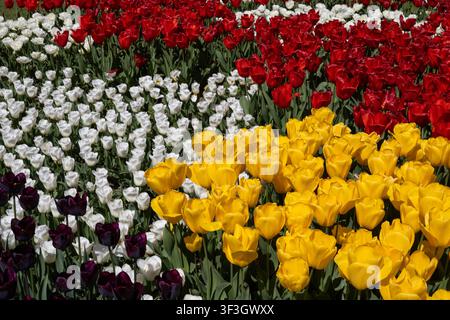 Parterre de fleurs coloré avec des tulipes jaunes, rouges et blanches en fleurs dans un jardin printanier. Banque D'Images