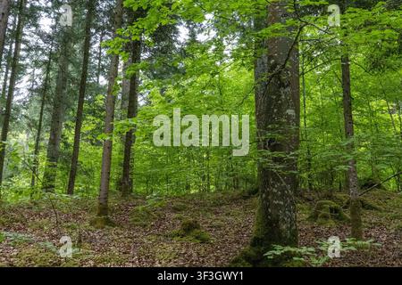 Forêt feuillue verte fraîche au printemps avec la lumière du soleil filtrant à travers les arbres en Suisse. Banque D'Images