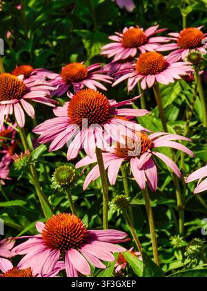Toujours populaire et délicieuse Echinacea Purpurea Rubinstern. Portrait naturel en gros plan d’une plante en fleurs. Distinctive, Divine, Élégante, Envoûtée, attirante Banque D'Images