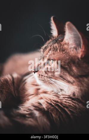 Profil en gros plan d'un chat tigré brun reposant à la lumière chaude du soleil et regardant au loin sur un fond sombre Banque D'Images