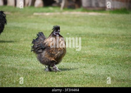 Poulet brun huppé aux pattes emplumées debout sur l'herbe verte Banque D'Images