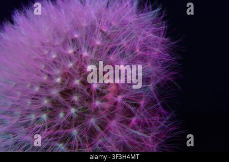 Tête de graine de pissenlit brillant sous une lumière violette et rose dans une photographie macro détaillée Banque D'Images