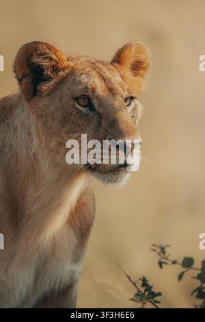 Portrait d'un jeune lion africain dans la lumière dorée de la savane Banque D'Images
