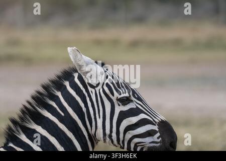 Portrait rapproché d'une zèbre des plaines dans la savane africaine Banque D'Images