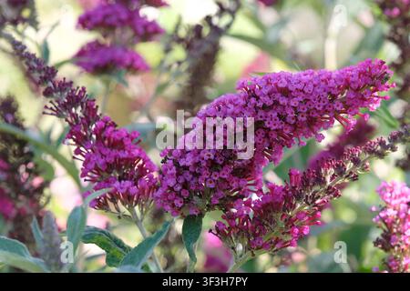 Buddleja davidii ‘Royal Red’ violette, buisson de papillons buddleia, en fleur. Banque D'Images