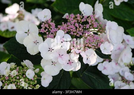Blanc avec centre rose Hydrangea macrophylla, hortensia à capuche en dentelle, série Libelle Teller, en fleur. Banque D'Images