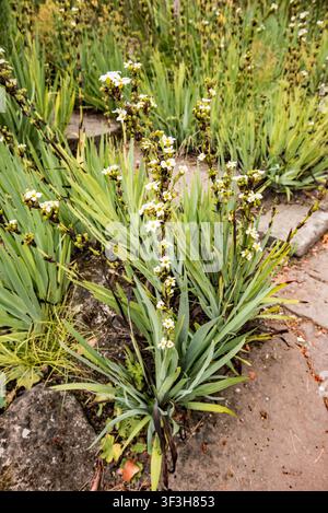 Sisyrinchium striatum, connu sous le nom d'herbe à œil jaune pâle ou lys à fleurs blanches, & épis hauts avec des fleurs en forme d'étoile jaune pâle ou blanc crème Banque D'Images