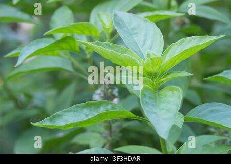 Feuilles fraîches de basilic gris Ocimum americanum en gros plan, plante de basilic citronné avec jeune pousse de feuille dans le jardin, pas encore de fleurs Banque D'Images