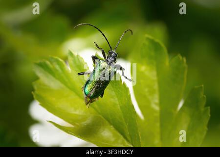 Scarabée Longhorn bleu (Gaurotes virginea, Carilia virginea) sur une feuille verte Banque D'Images