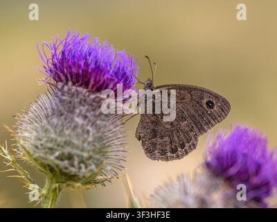 Un papillon brun des prés (Maniola jurtina) se nourrissant d'une épine violette vive dans les Cévennes, dans le sud de la France. Le revers fermé montre une pa cryptique brune Banque D'Images