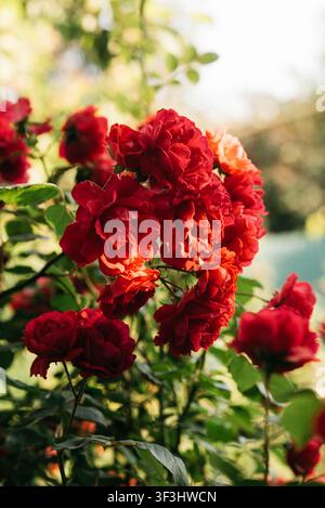 Belle grappe de roses rouges en fleurs dans un jardin illuminé par une lumière naturelle chaude. Un fond flou doux et des pétales vibrants créent une scène florale romantique, parfaite pour les thèmes de la nature, de l'amour, du jardinage, de la beauté et de l'été. Banque D'Images