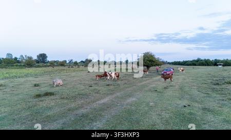 Vue aérienne de bovins pâturant dans la réserve naturelle spéciale de Zasavica avec une voiture garée près d'un arbre dans les vastes plaines herbeuses de Zasavica, Vojvodina, S Banque D'Images