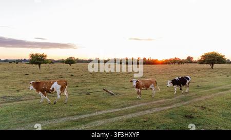 Vue aérienne de vaches paissant dans les champs herbeux de la réserve naturelle spéciale Zasavica au coucher du soleil à Zasavica, Vojvodina, Serbie. Banque D'Images