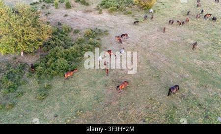 Vue aérienne d'un troupeau de chevaux paissant dans les prairies herbeuses de la réserve naturelle spéciale Zasavica à Zasavica, Vojvodina, Serbie. Banque D'Images