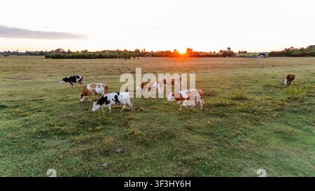 Vue aérienne de vaches paissant dans la réserve naturelle spéciale de Zasavica au coucher du soleil, Zasavica, Vojvodina, Serbie. Banque D'Images