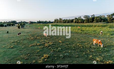 Vue aérienne de vaches paissant dans les pâturages verdoyants de la Réserve naturelle spéciale Zasavica à Zasavica, Vojvodina, Serbie. Banque D'Images