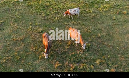 Vue aérienne de trois vaches paissant dans les pâturages verts de la réserve naturelle spéciale Zasavica à Zasavica, Vojvodina, Serbie. Banque D'Images