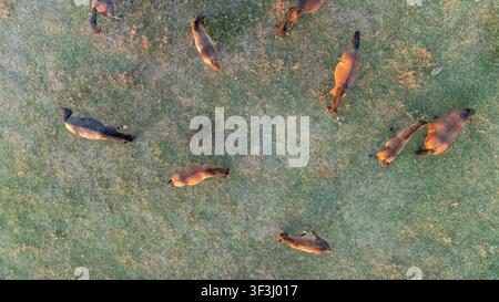 Vue aérienne de chevaux en train de pâturer dans la réserve naturelle spéciale Zasavica, Zasavica, Vojvodina, Serbie. Banque D'Images