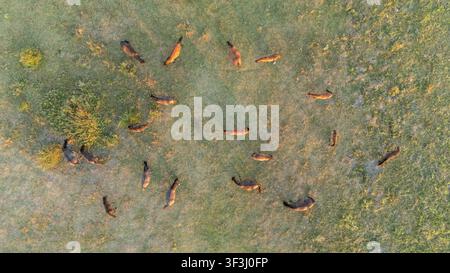 Vue aérienne d'un troupeau de chevaux paissant dans les champs herbeux de la réserve naturelle spéciale Zasavica à Zasavica, Vojvodina, Serbie. Banque D'Images
