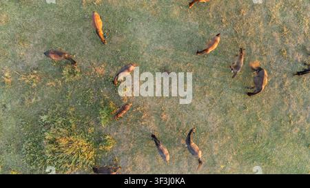Vue aérienne de chevaux en train de pâturer dans la réserve naturelle spéciale Zasavica, Zasavica, Vojvodina, Serbie. Banque D'Images
