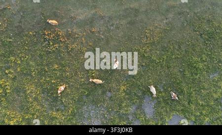 Vue aérienne de vaches paissant dans les prairies herbeuses de la Réserve naturelle spéciale Zasavica à Zasavica, Vojvodina, Serbie. Banque D'Images