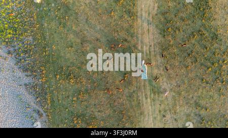 Vue aérienne de chevaux paissant dans la réserve naturelle spéciale de Zasavica, avec des plaines herbeuses et des chemins de terre à Zasavica, Vojvodina, Serbie. Banque D'Images