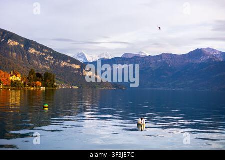Vue d'un coucher de soleil sur le lac de Thoune avec des montagnes enneigées en arrière-plan et une eau calme à Thoune, canton de Berne, Suisse. Banque D'Images