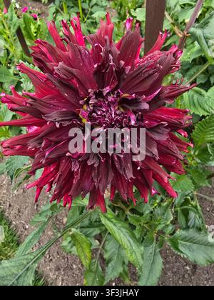 Plante, Dalia, rouge frangée, Banque D'Images