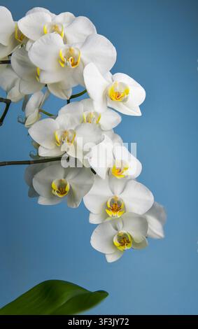 Photo macro détaillée de pétales de phalaenopsis luxuriants sur un fond bleu vif, parfait pour les designs de spa, bien-être et beauté. Banque D'Images