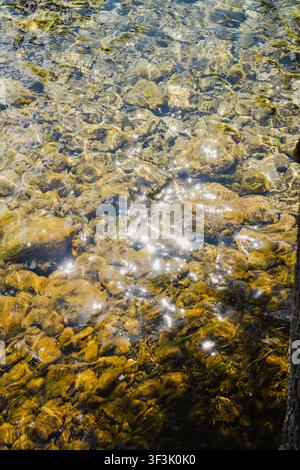 Vue de l'eau claire et peu profonde coulant sur des pierres de rivière lisses et ensoleillées ainsi que sur des plantes aquatiques à Canmore, Alberta, Canada. Banque D'Images