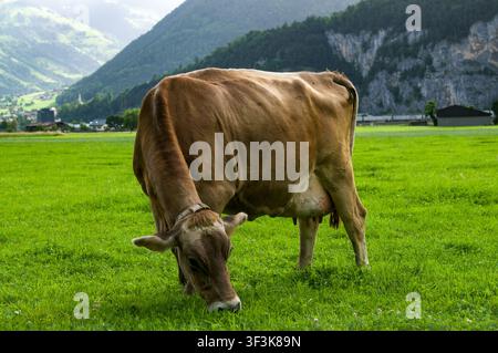 Vache brune suisse paissant dans un pâturage verdoyant à Altdorf, Uri. Vue complète d'une vache laitière se nourrissant d'herbe fraîche en Suisse Banque D'Images