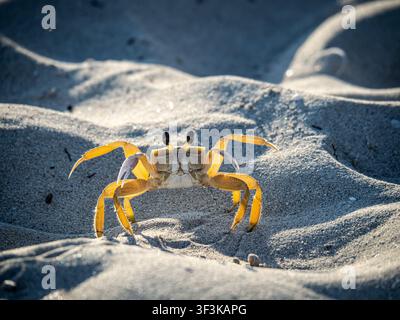 Close-up d'un crabe fantôme debout en alerte sur le sable ensoleillé avec des yeux détaillés et des pattes tendues. Banque D'Images